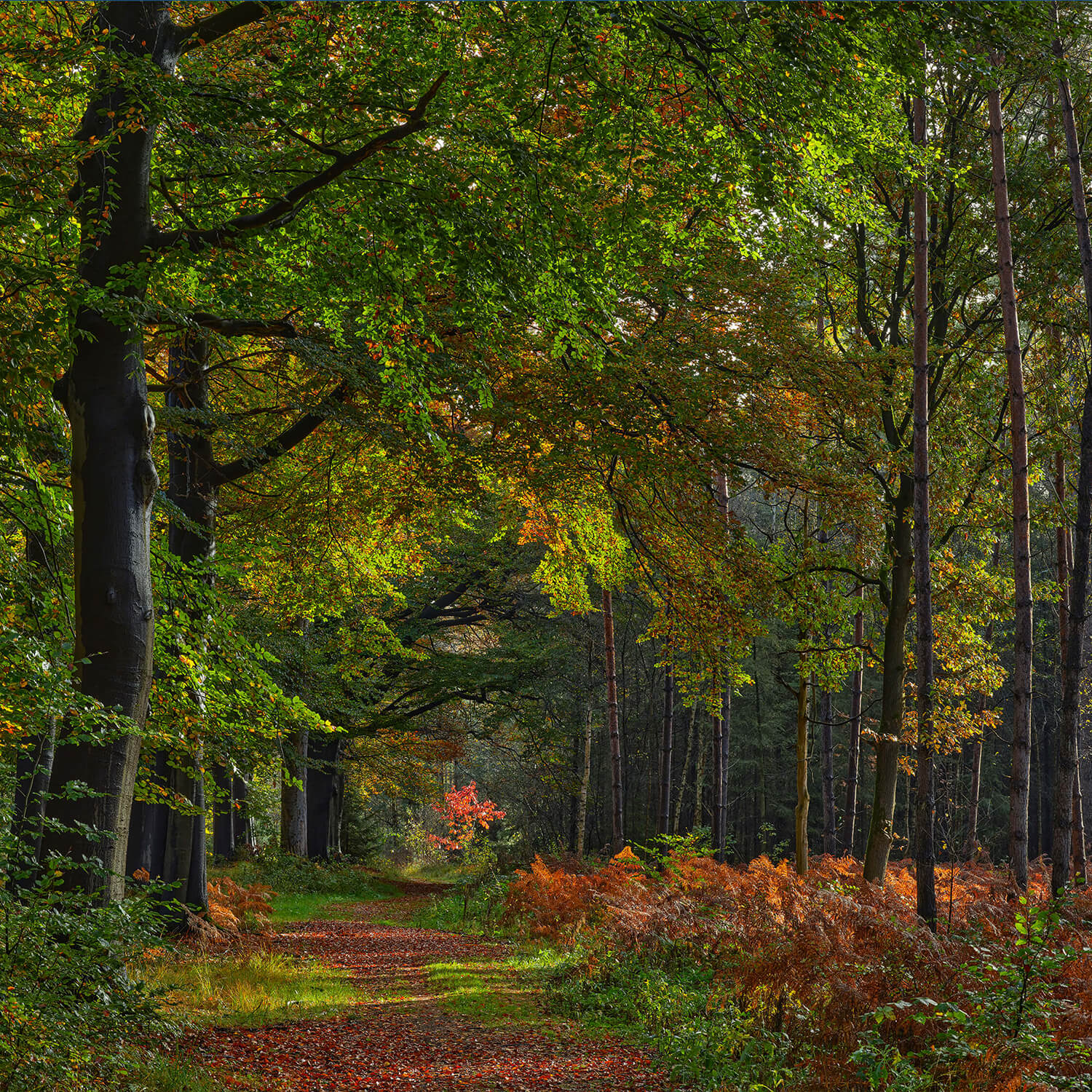 Weg mit Blättern durch den Wald