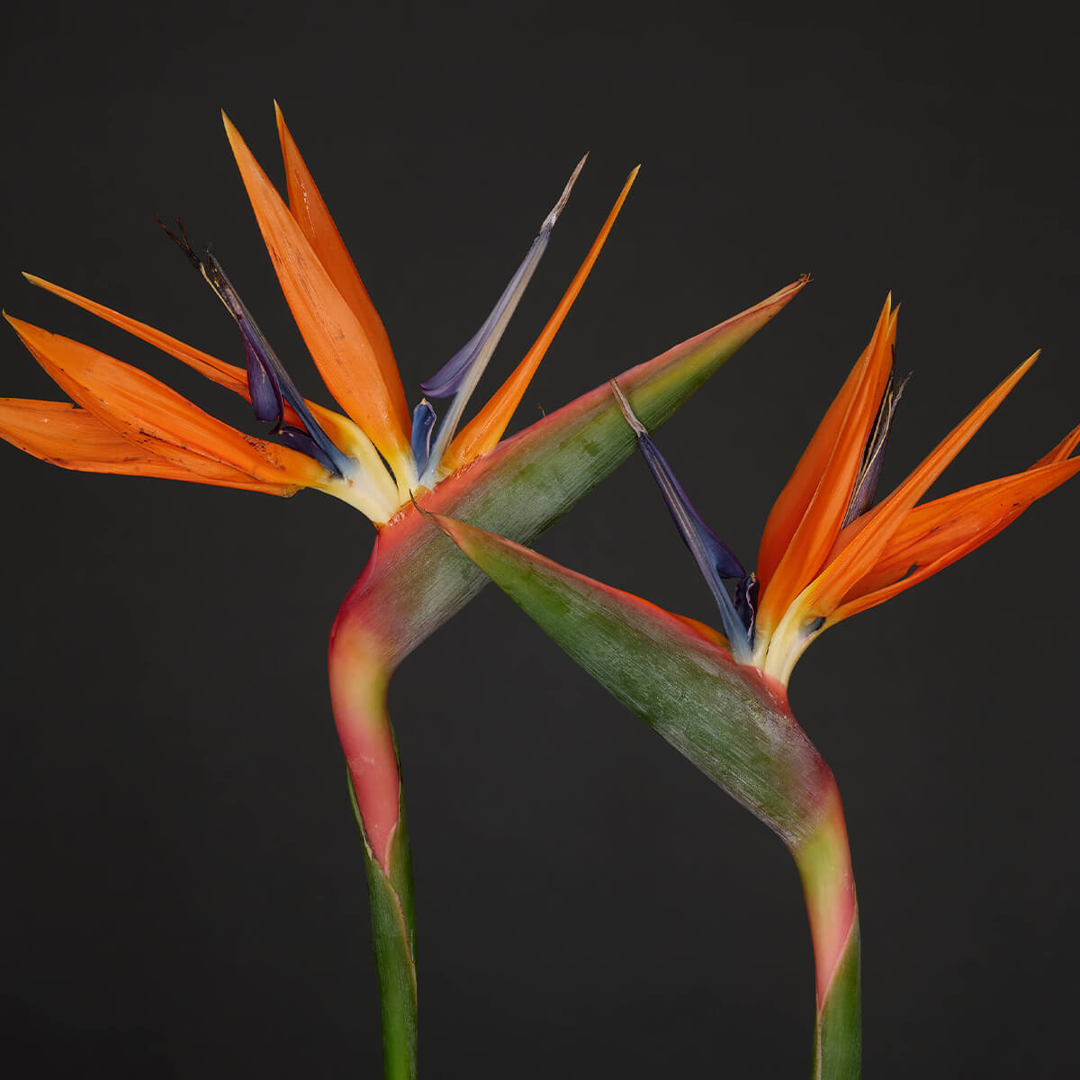 Bird of Paradise flowers