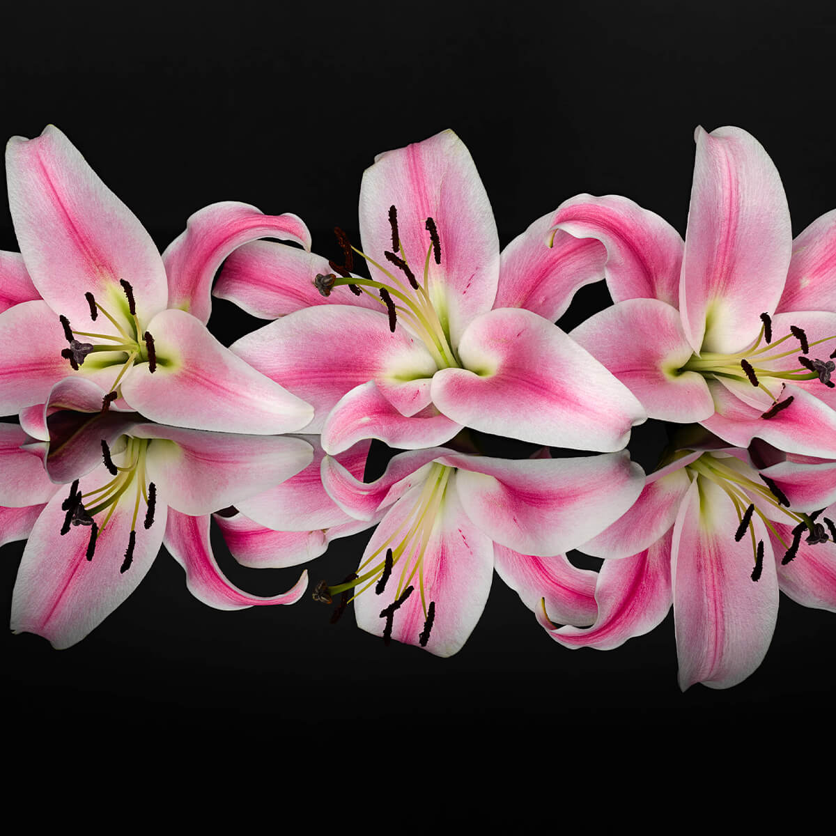 Colourful pink flowers