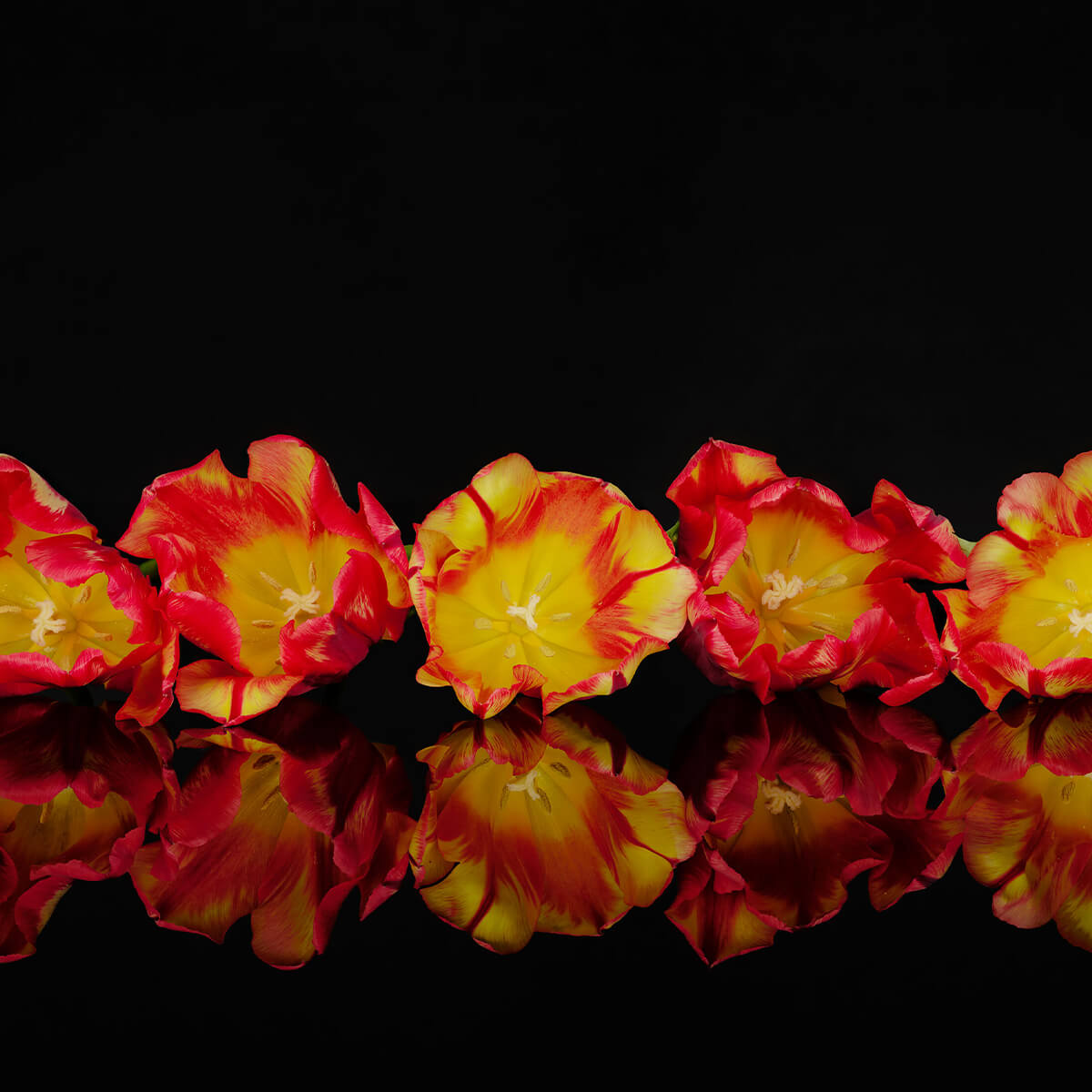 Fleurs orange colorées