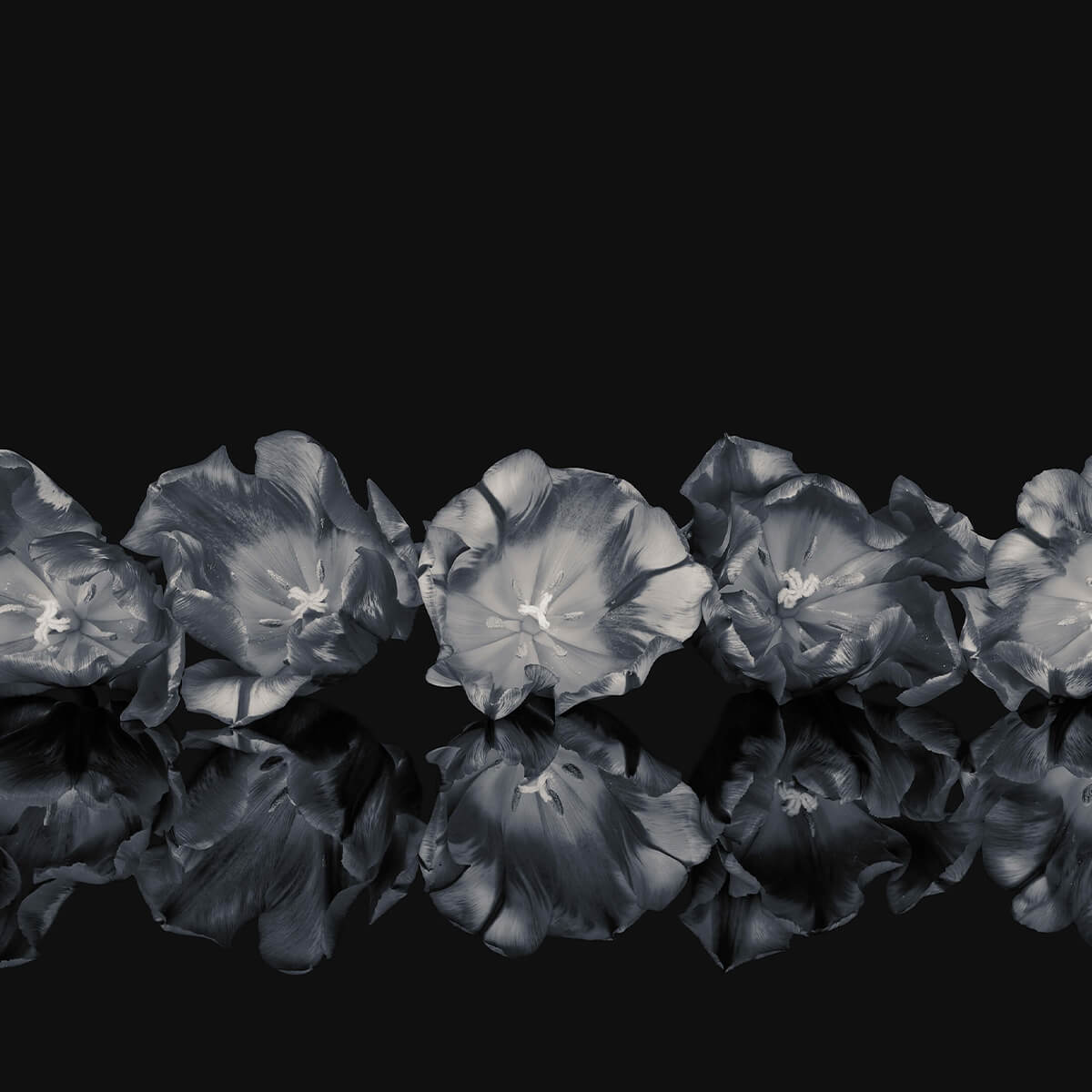 Black and white flowers