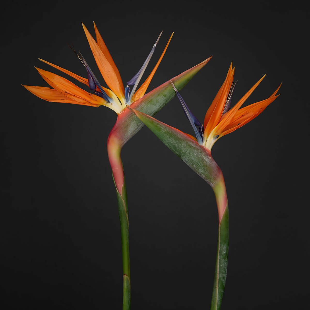 Orange bird of paradise flowers