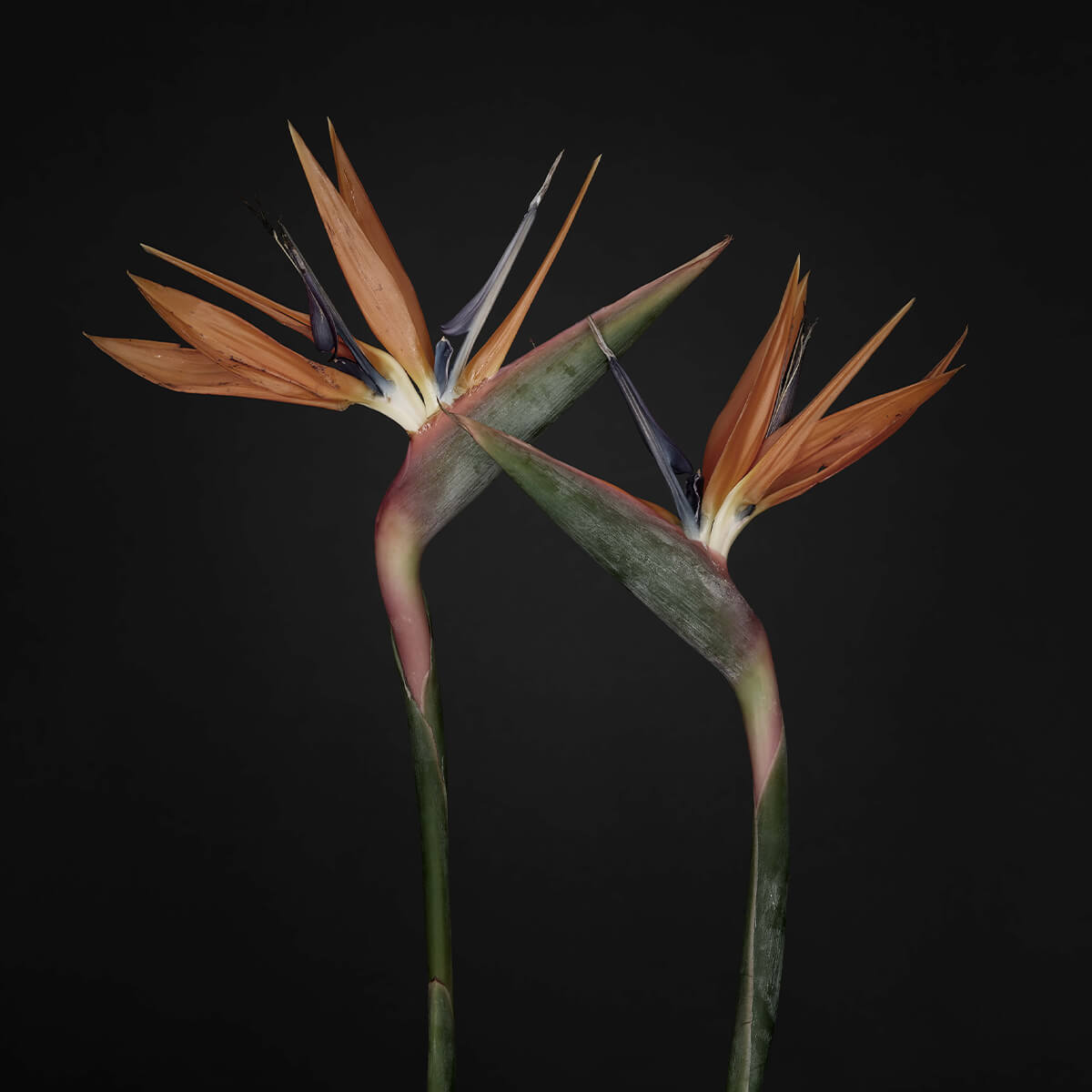 Bird of paradise flowers vintage