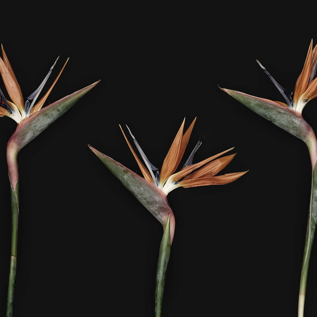 Exclusive bird of paradise flowers