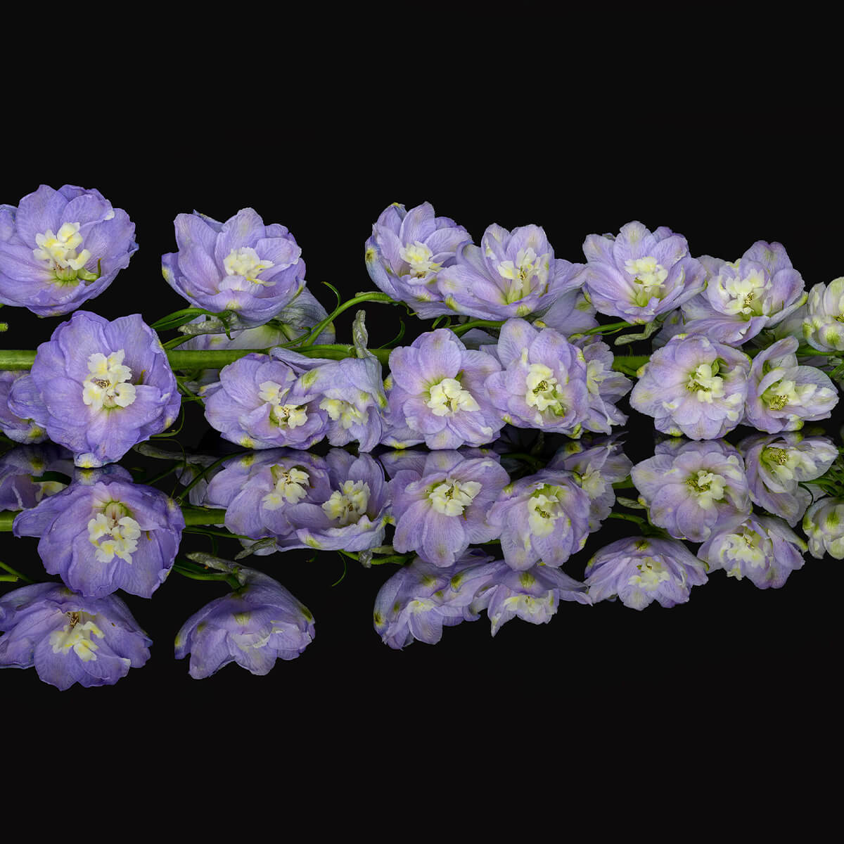 Reflection flowers