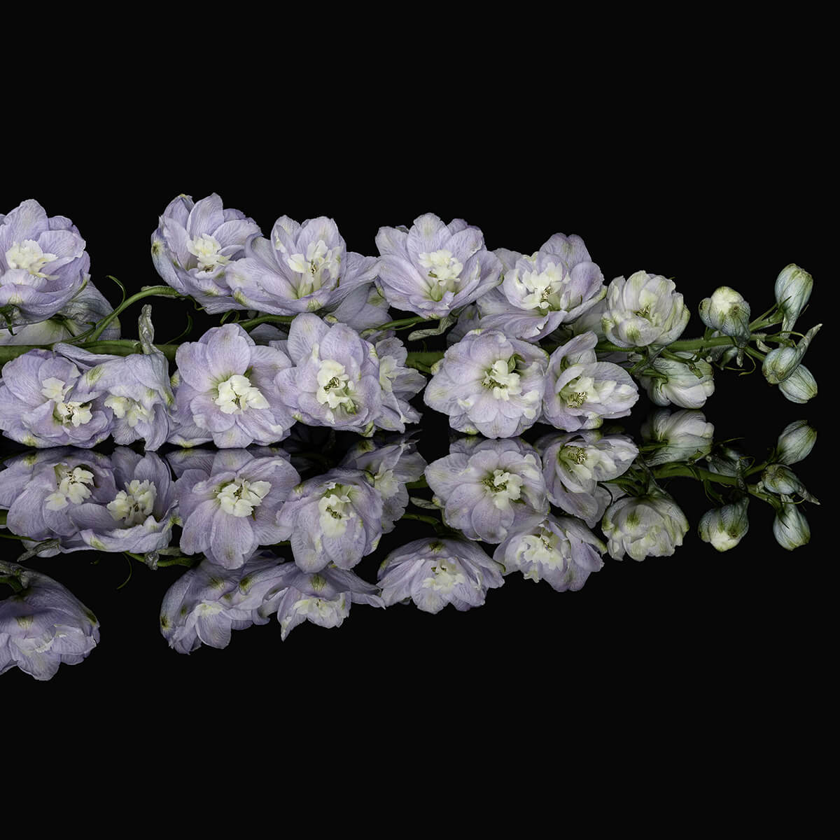 Reflet de fleurs violettes