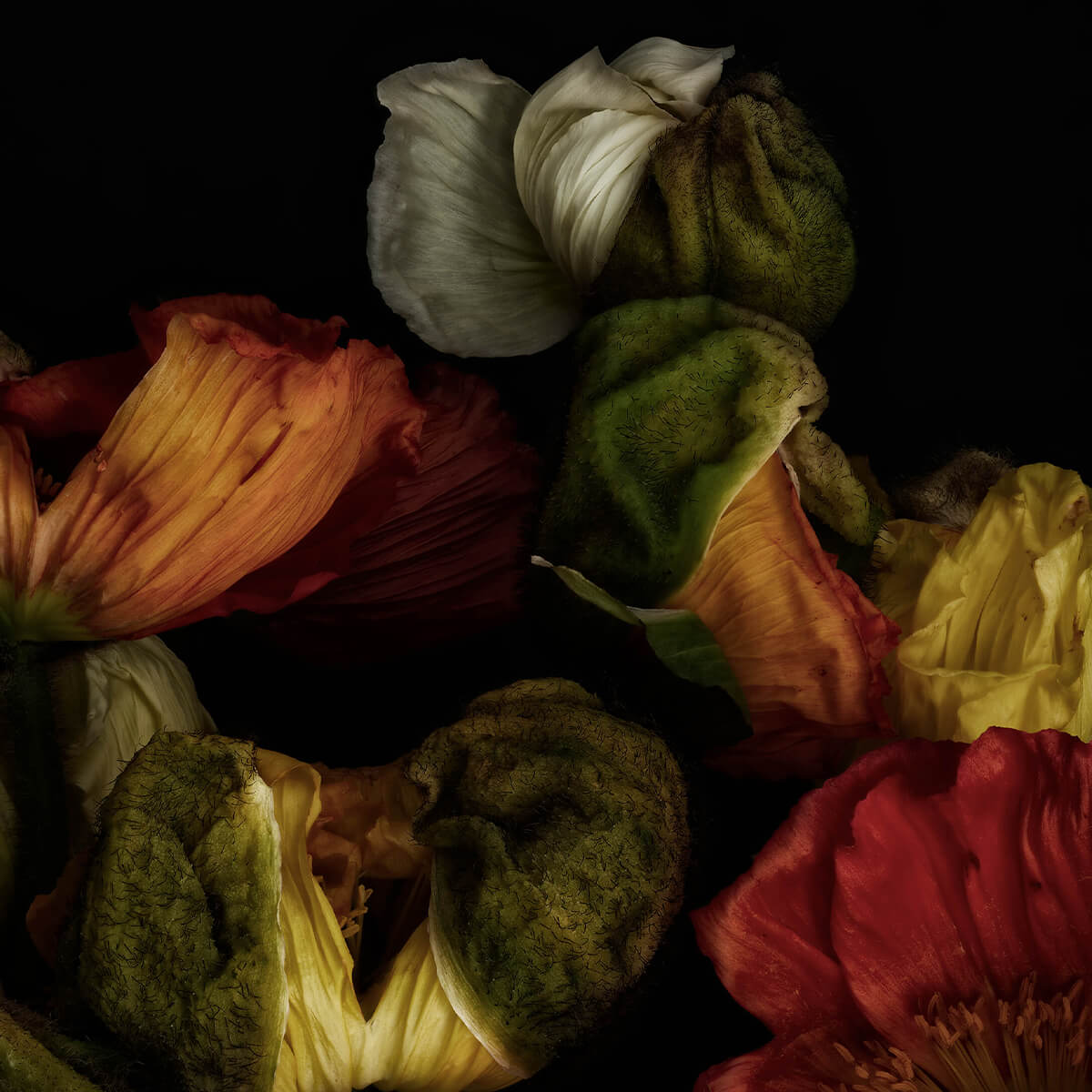 Close-up poppies