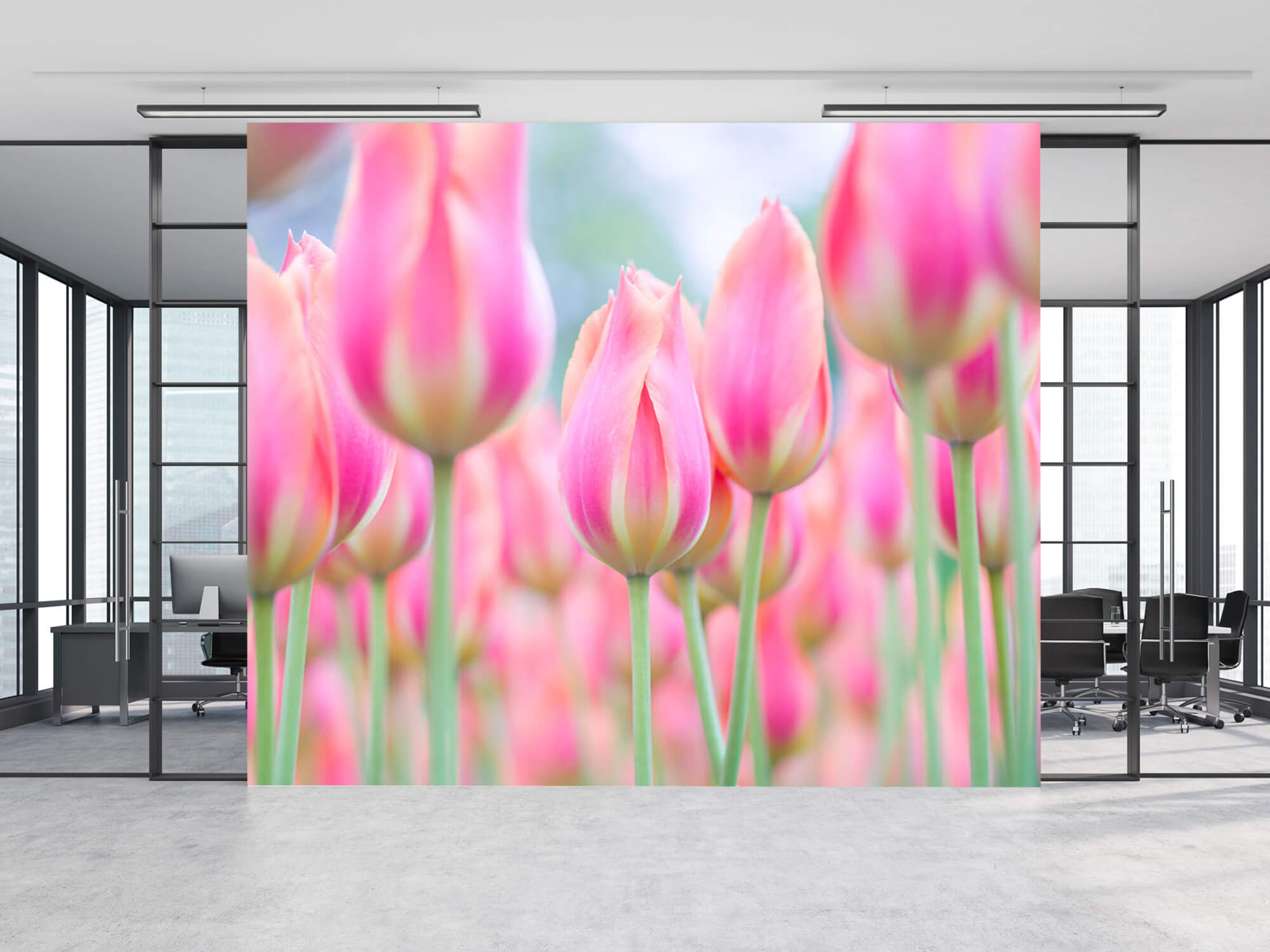  Close-up pink tulips 11