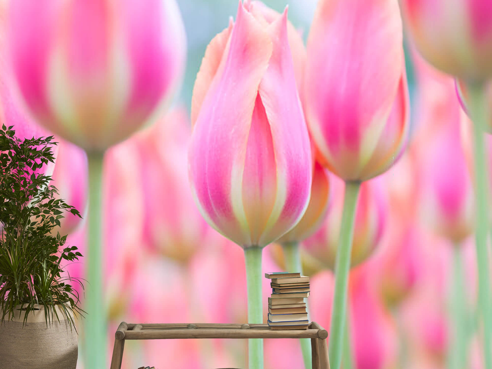  Close-up pink tulips 15
