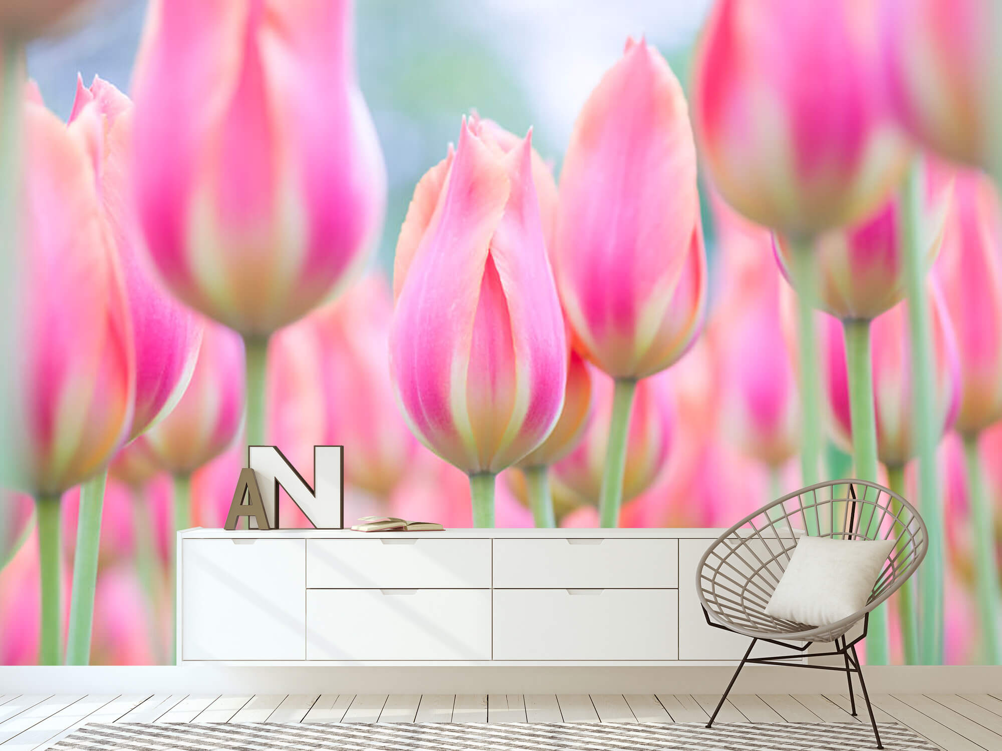  Close-up pink tulips 17