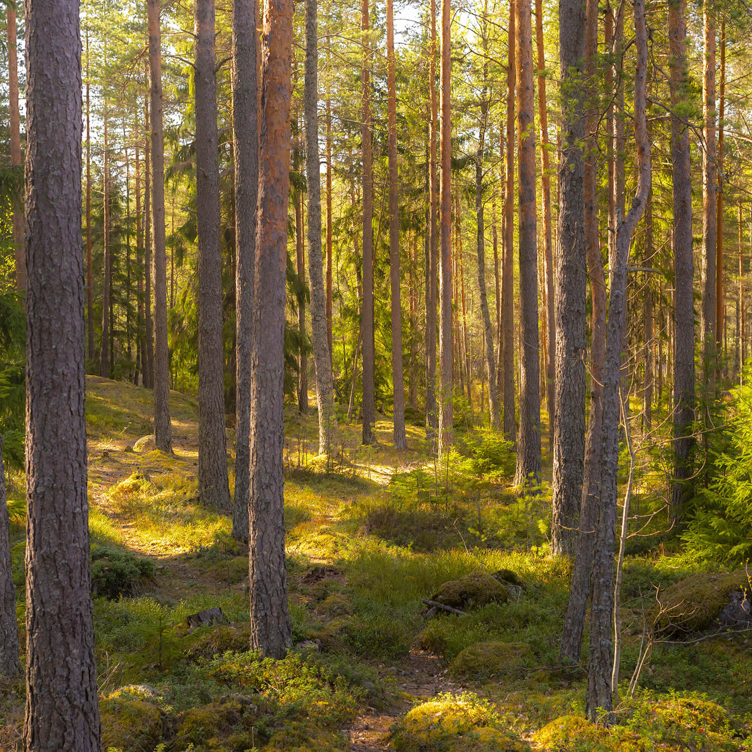 fall forest colorful season woods trees nature landscape