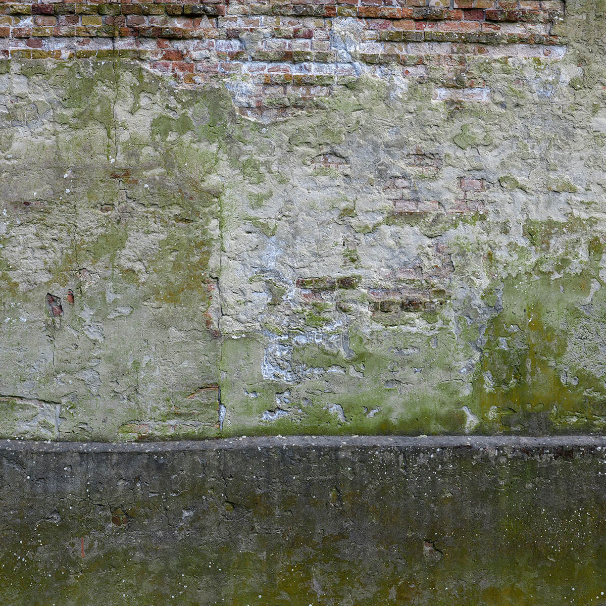 Mousse sur un vieux mur