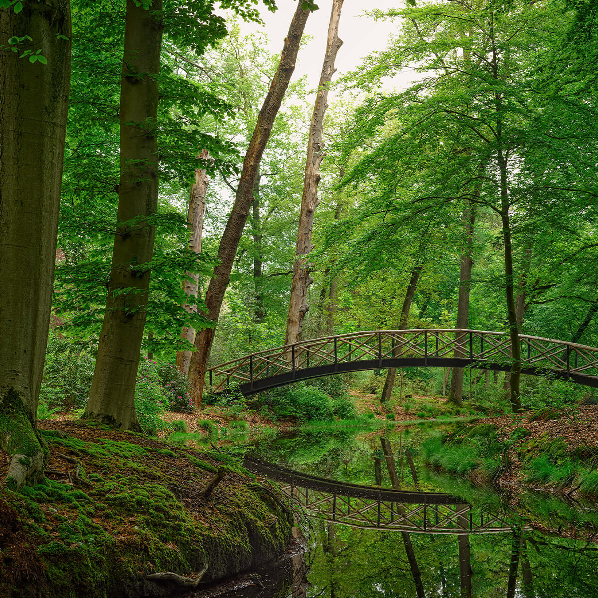 Arch bridge in the woods