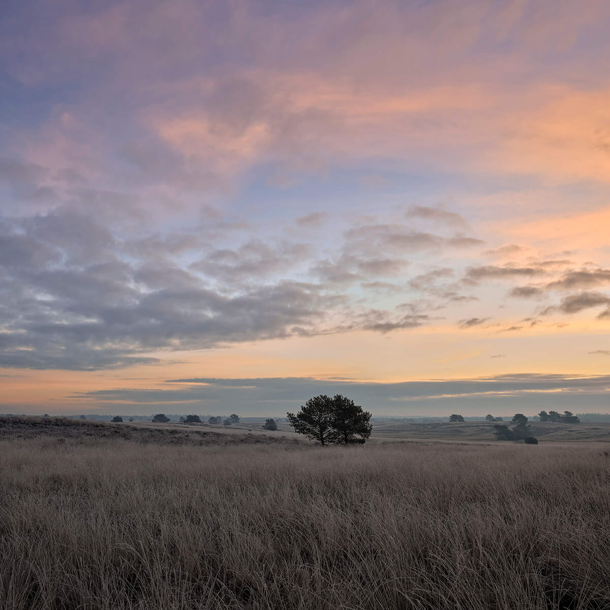 Graminées dans les landes