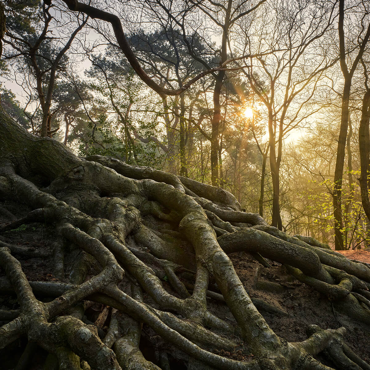 Tree roots above ground