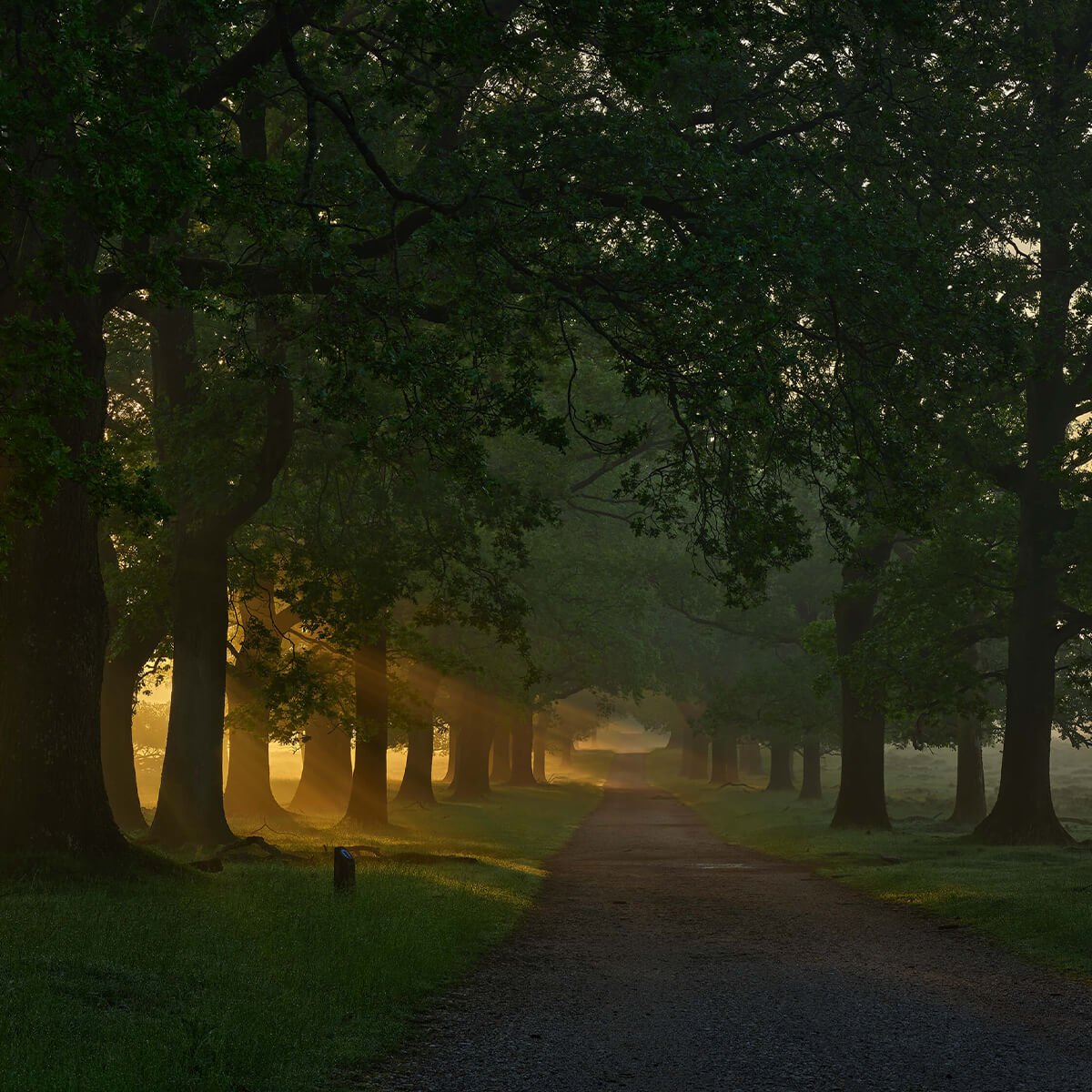 Chemin sans fin avec des arbres