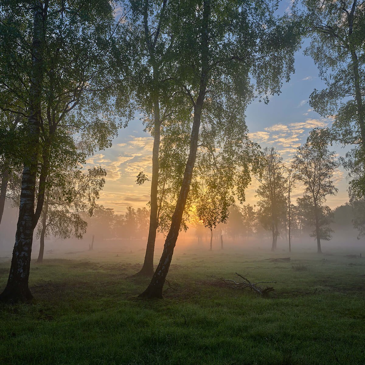 Zonsopgang bij de berken