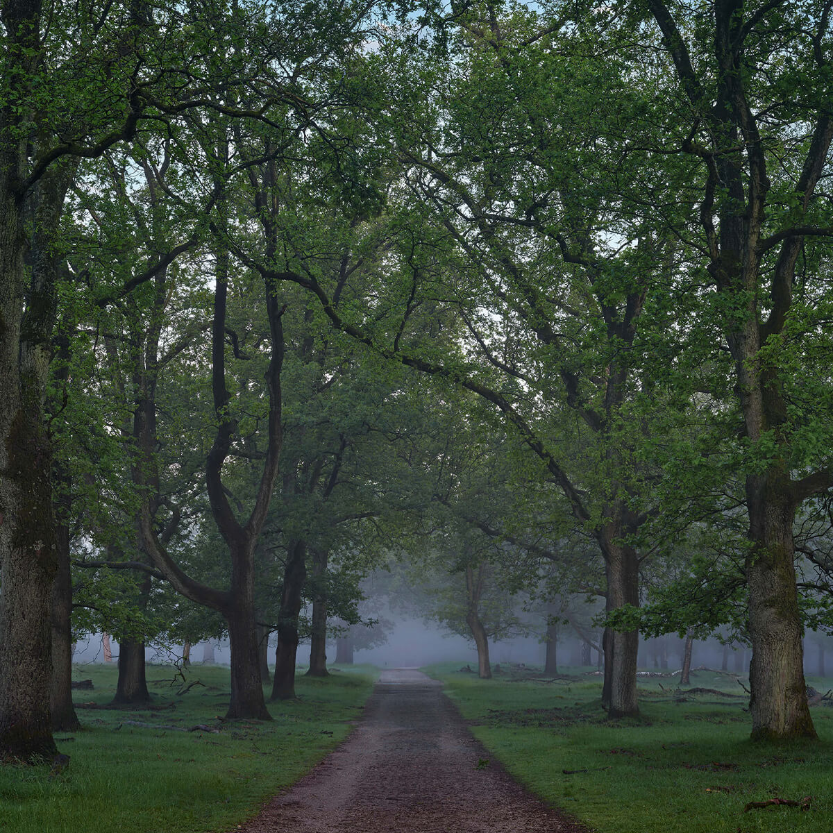 Chemin forestier mystérieux