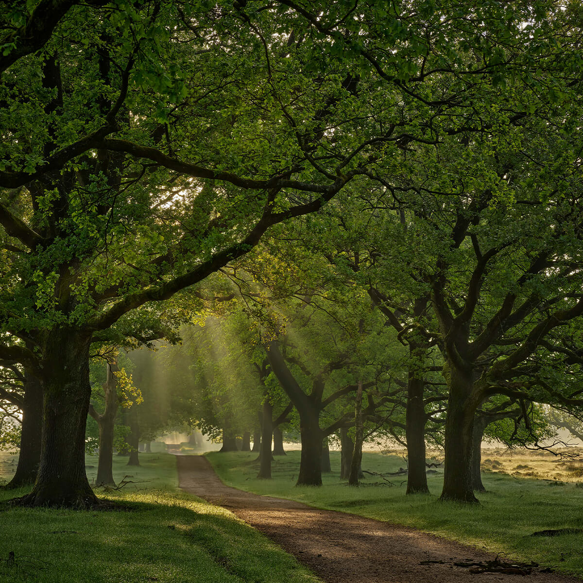 Path between oak trees