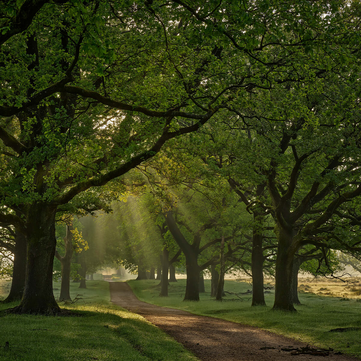 Chemin entre les chênes