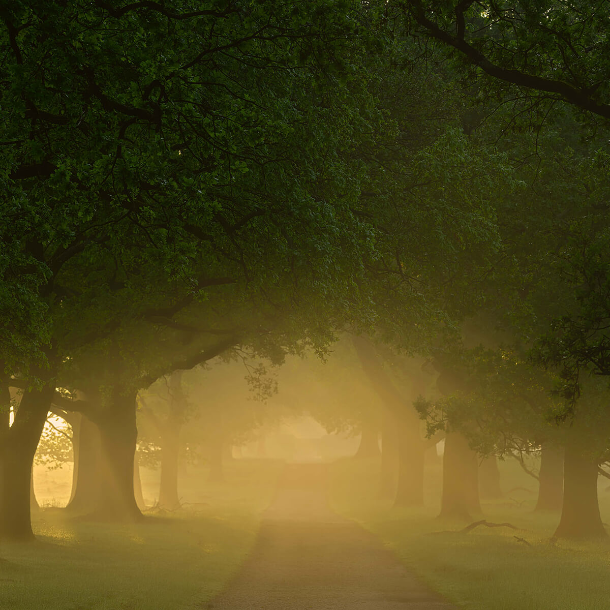 Mist between the trees