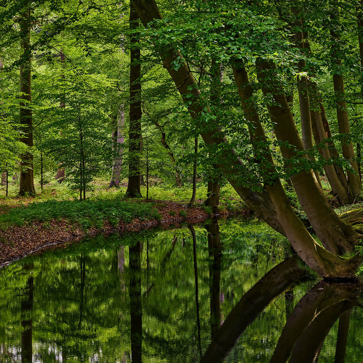 Bent trees by the water