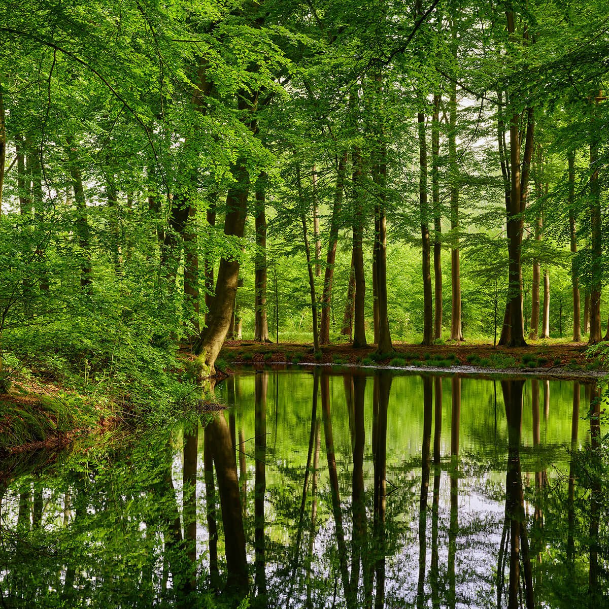 Reflexion von Bäumen im Wasser