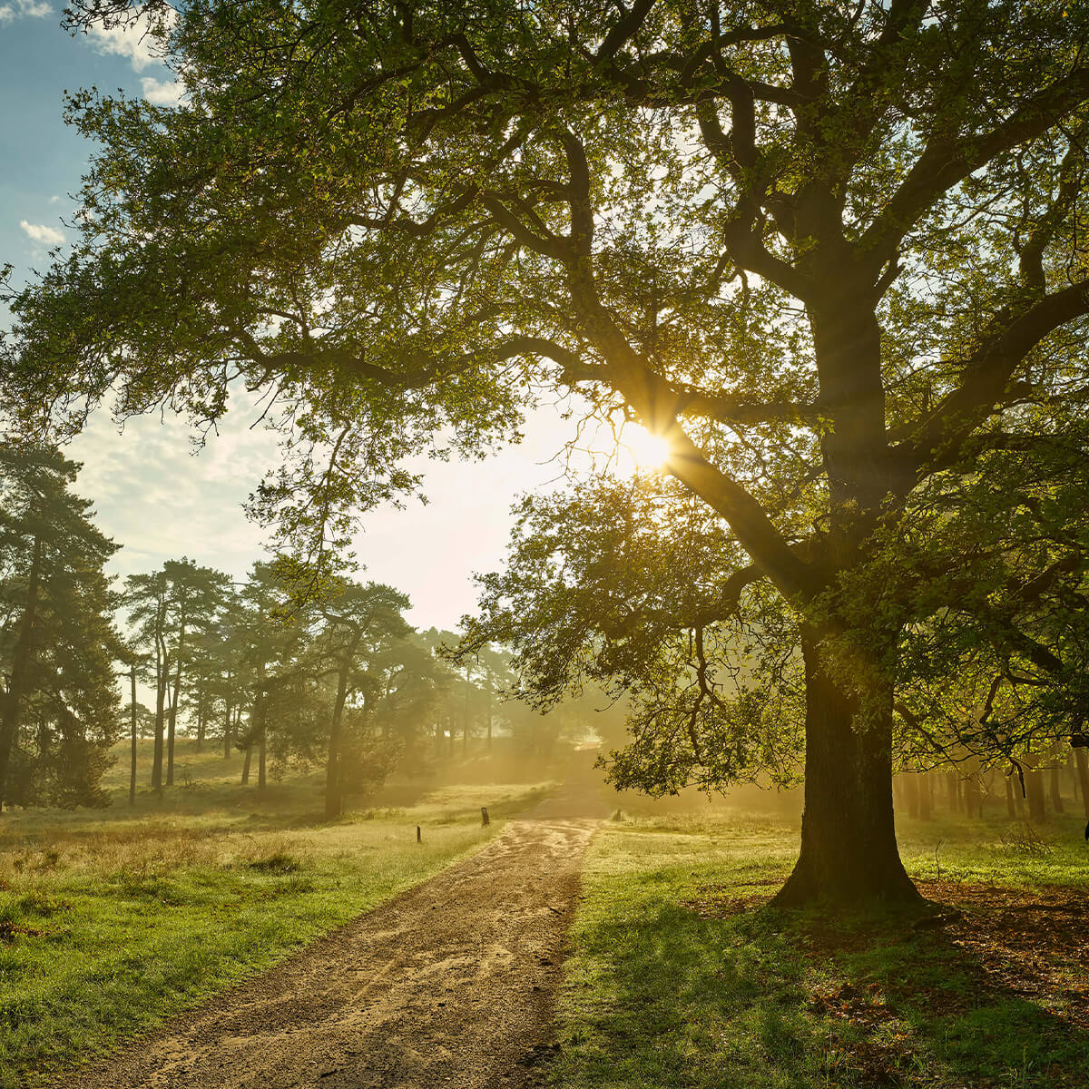 Lever de soleil dans la forêt