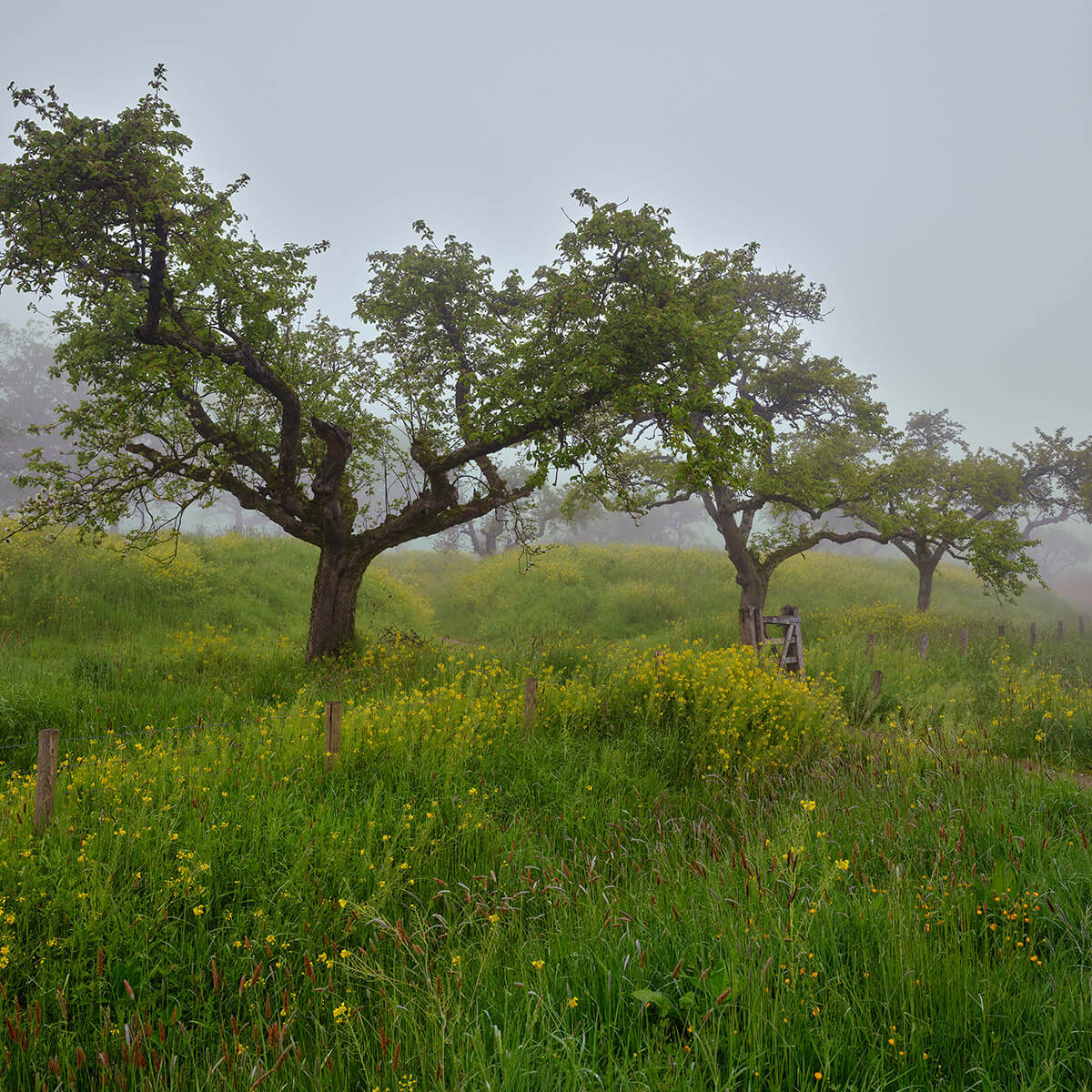 Trees with yellow flowers and mist