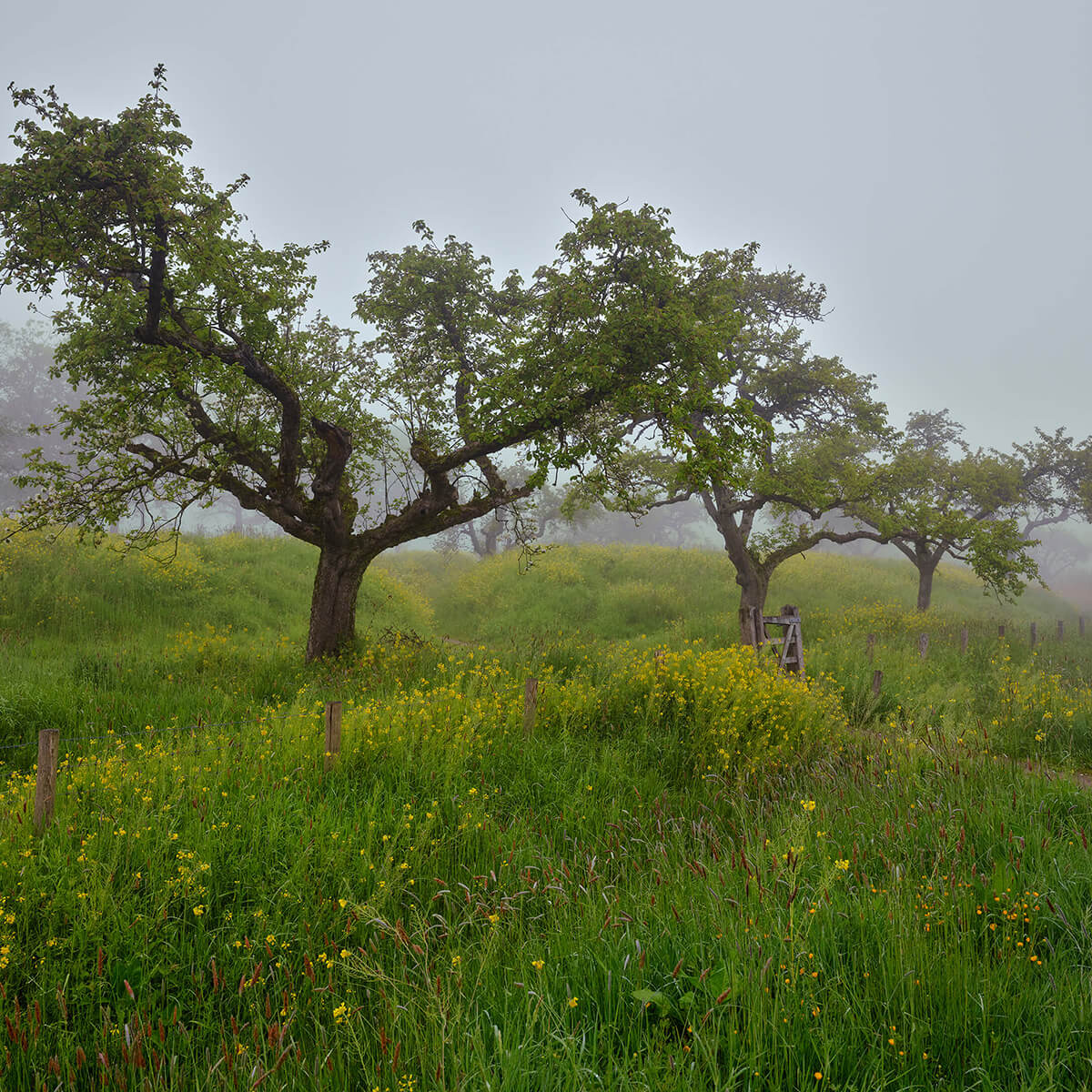 Bomen met gele bloemen en mist