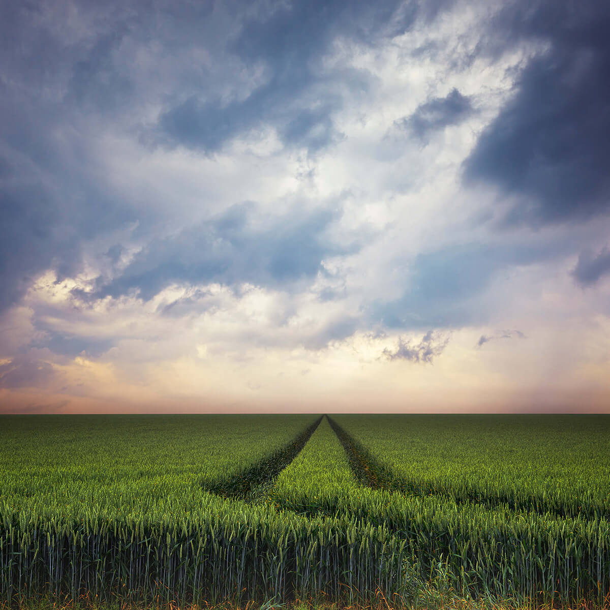 Tracks in wheat field