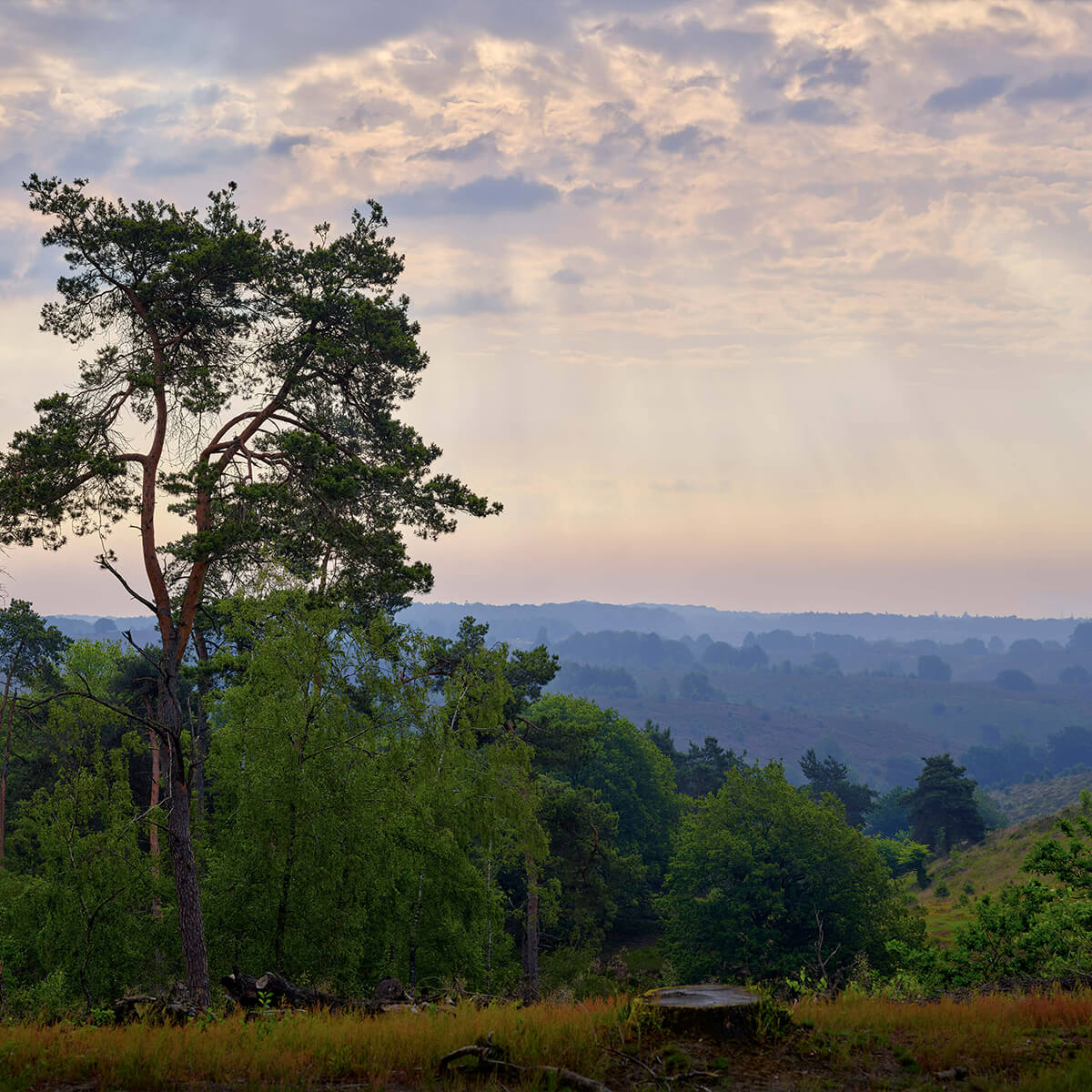 View of heath and forest