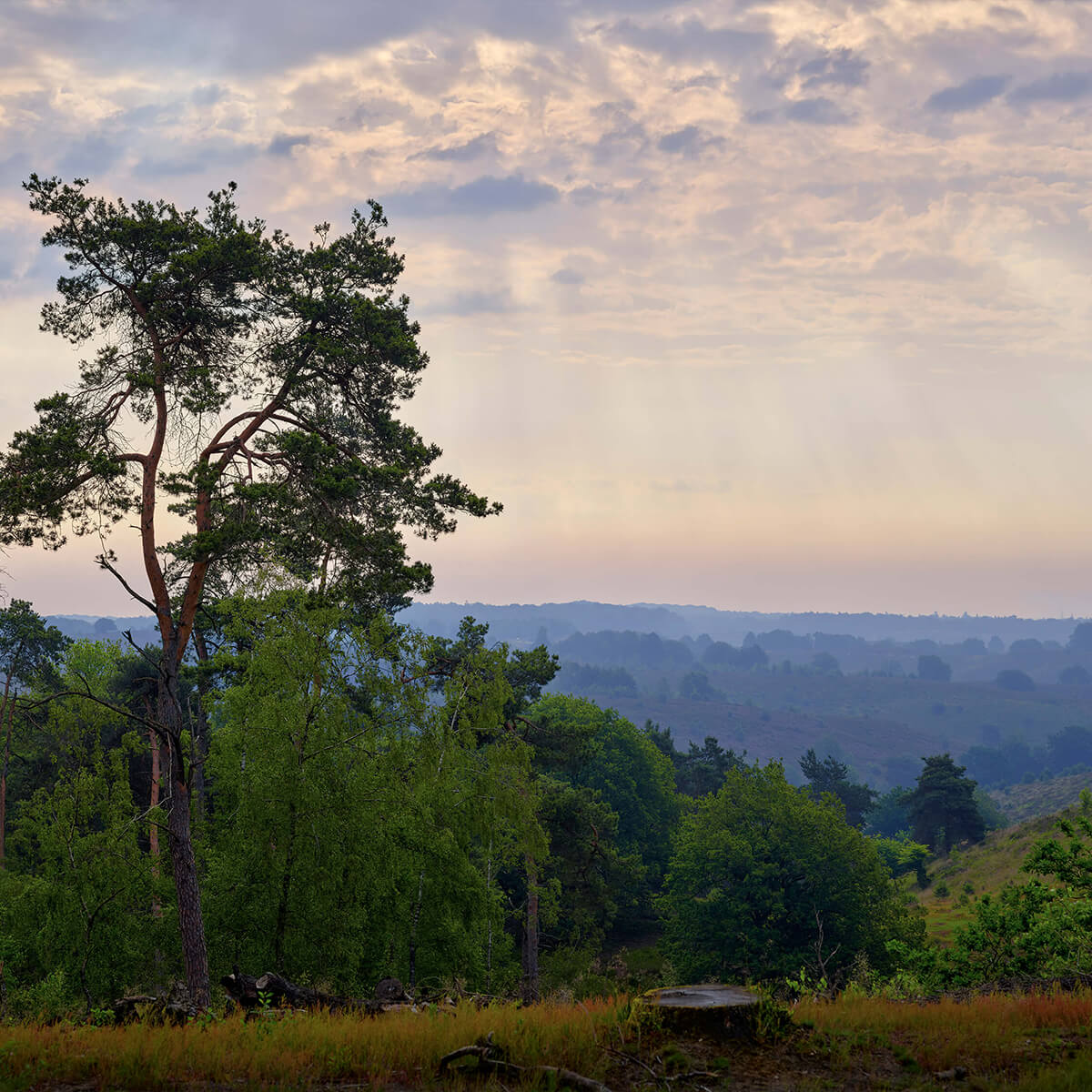 Vergezicht heide en bos