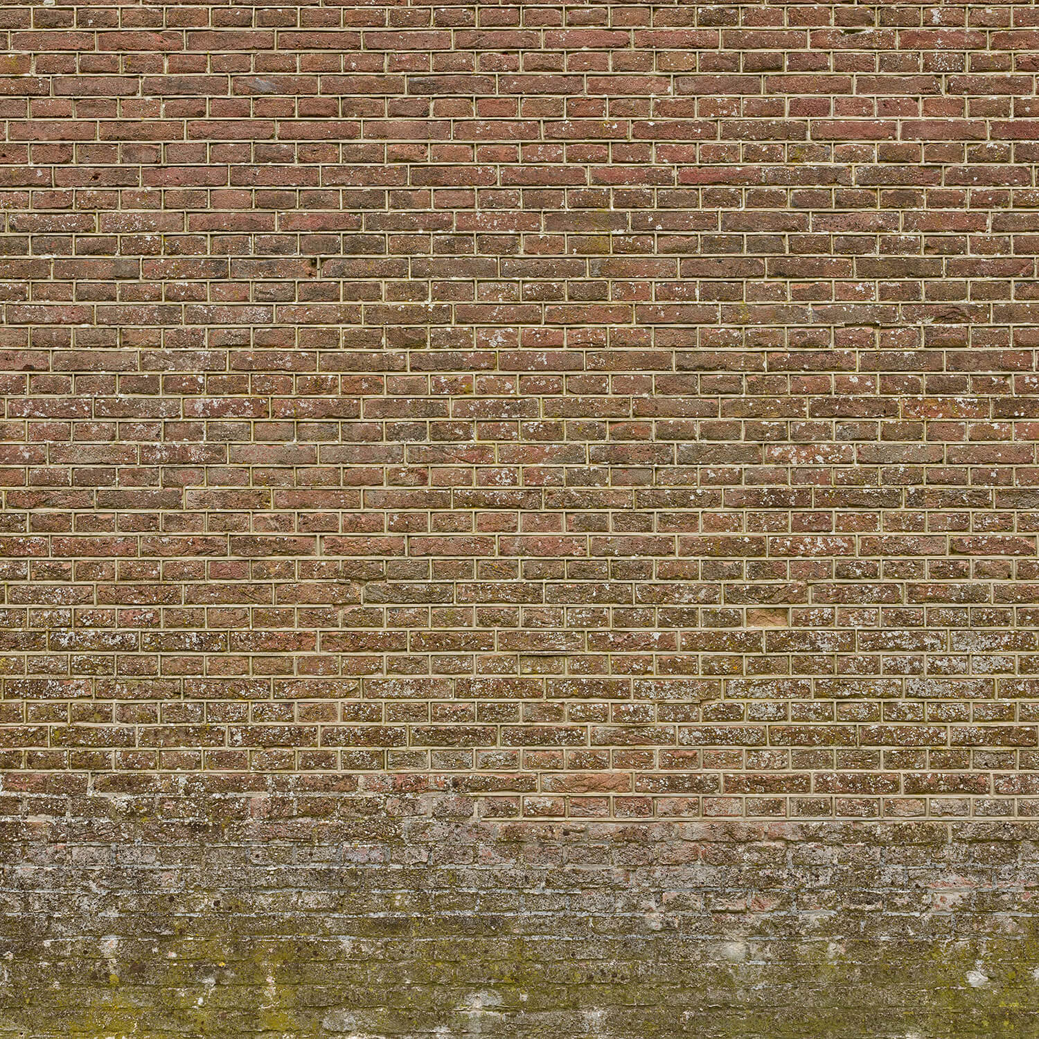 Mur de briques à joints serrés