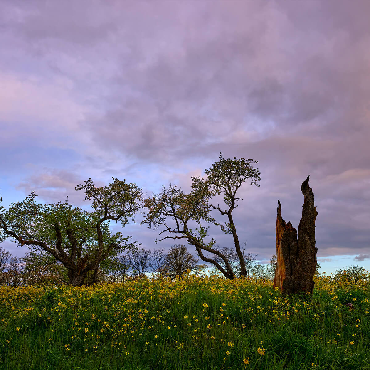 Tree trunk in yellow flower field