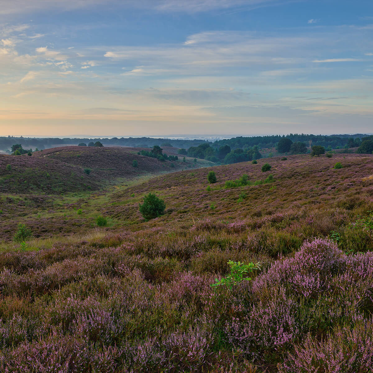 Heide in bloei