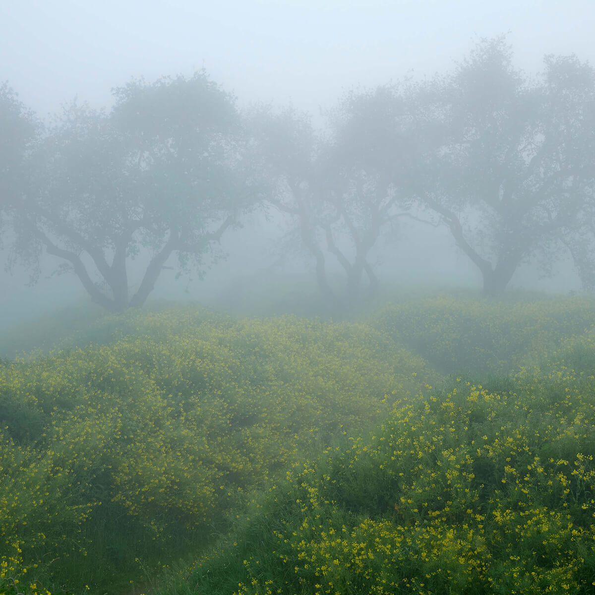 Arbres dans un brouillard dense