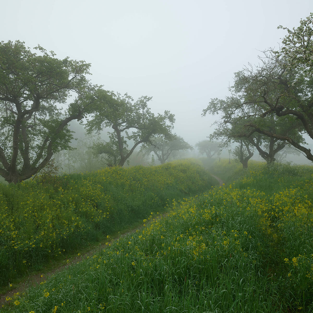 Chemin à travers les fleurs jaunes