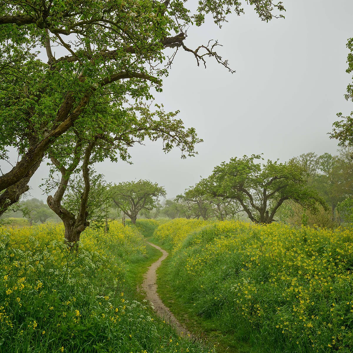 Path through hills with yellow flowers