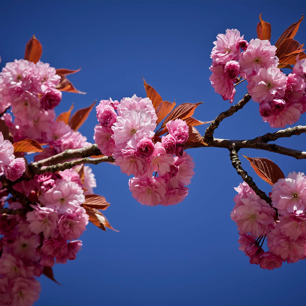 Mooie roze bloesem