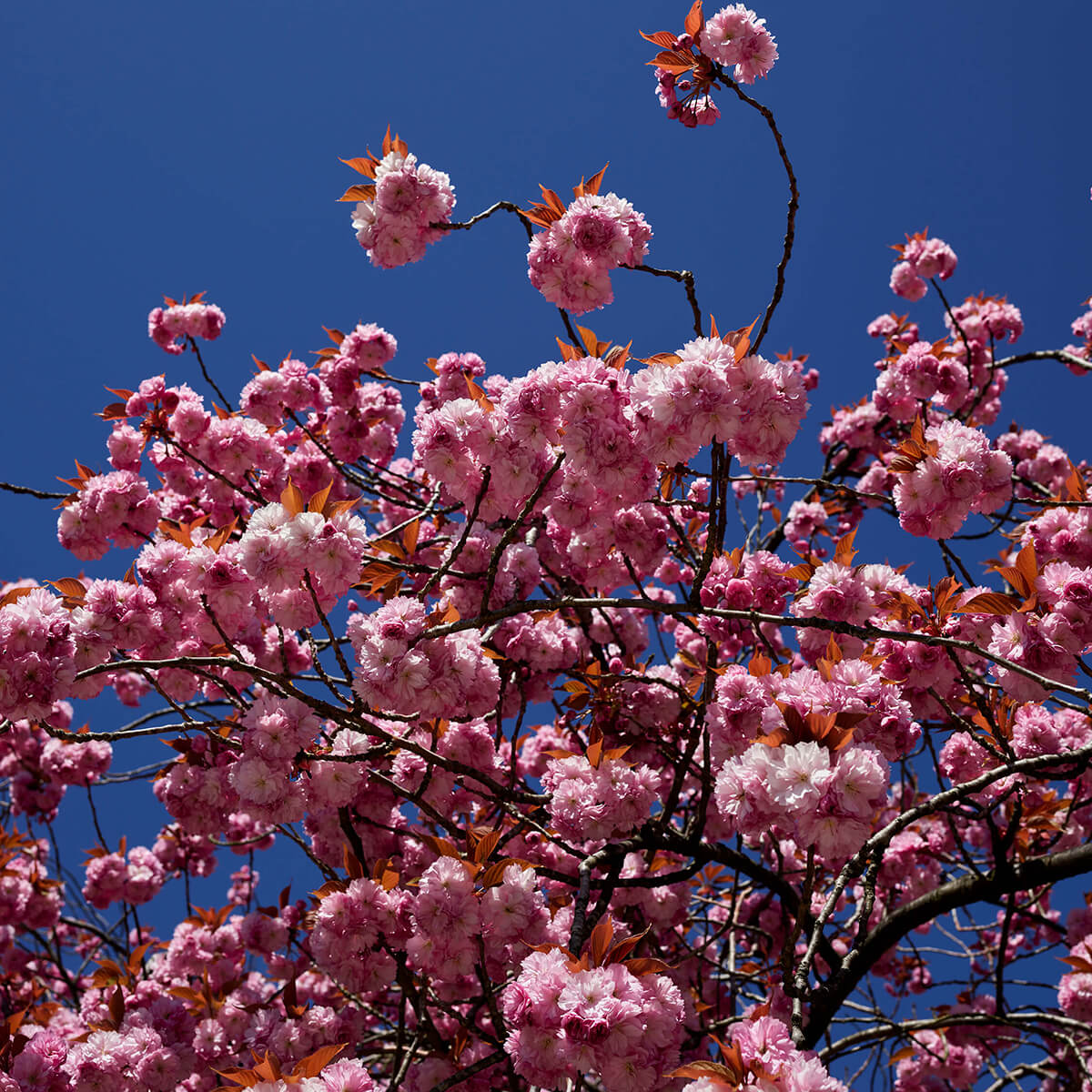 Roze bloesem met blauwe lucht