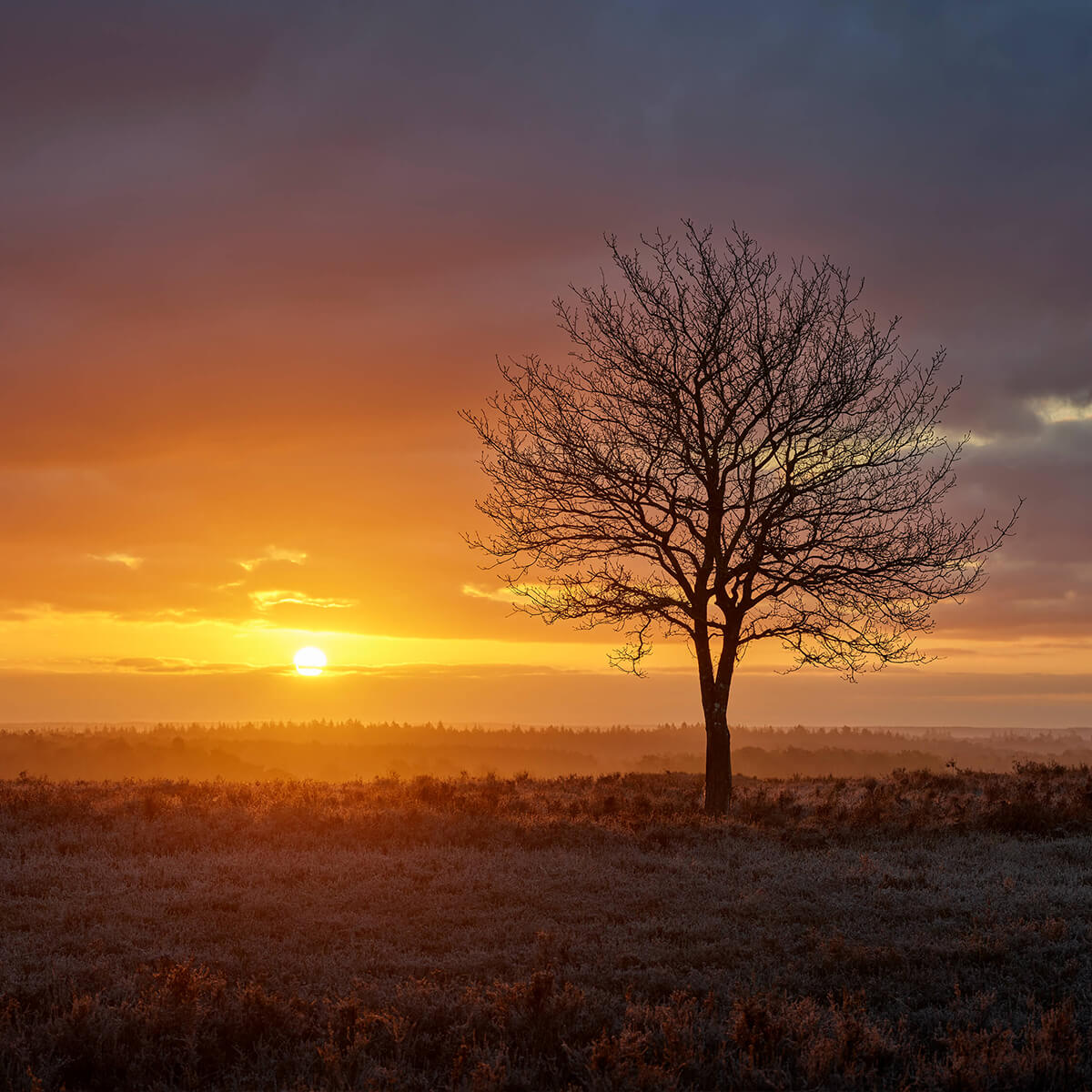 Farbenfroher Sonnenaufgang in der Heide