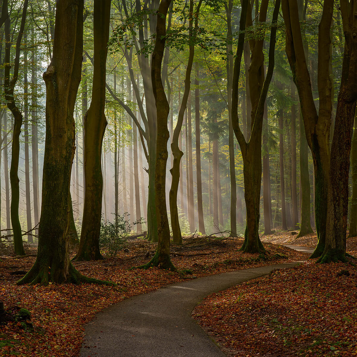 Zonnestralen bij pad door het bos