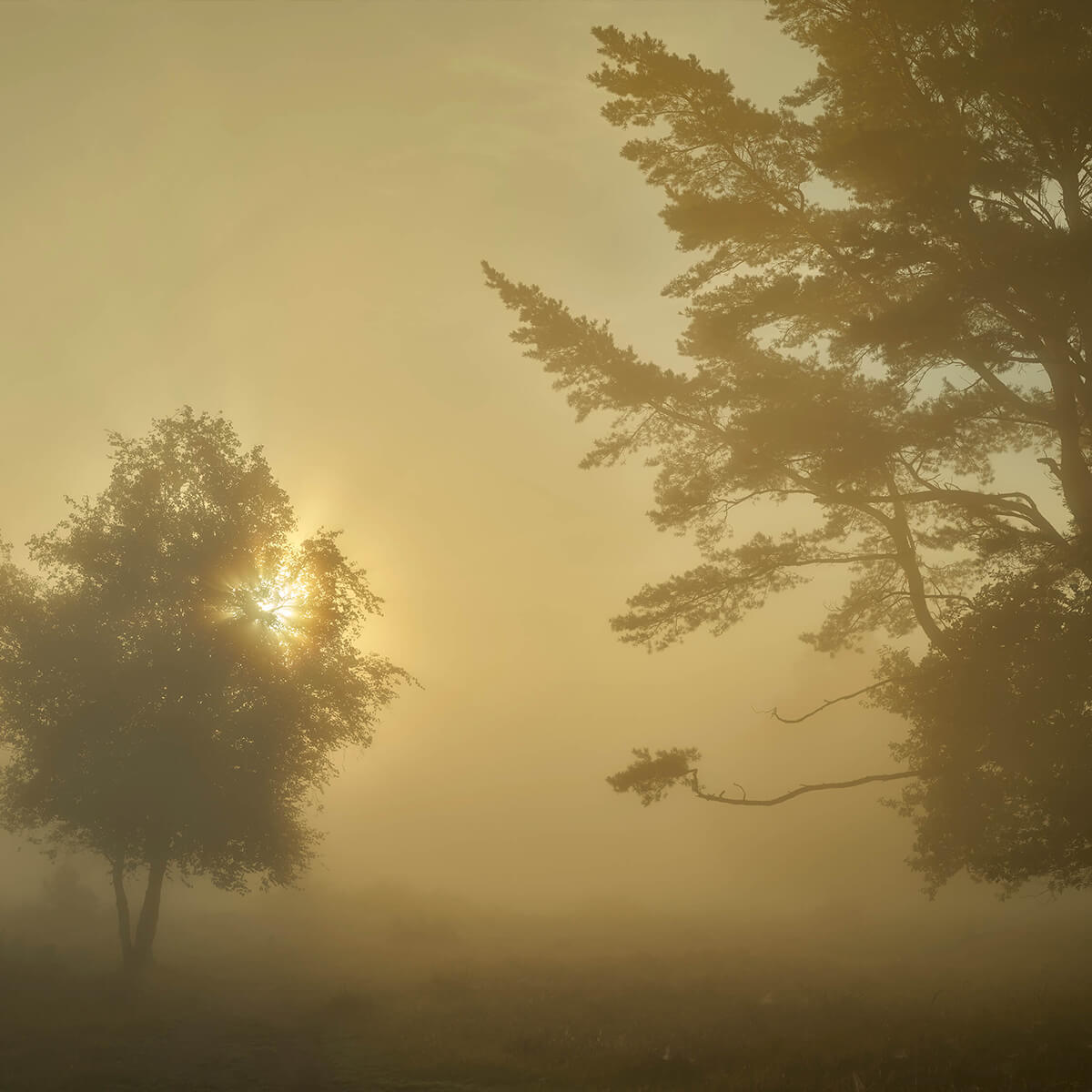 Lever de soleil dans le brouillard