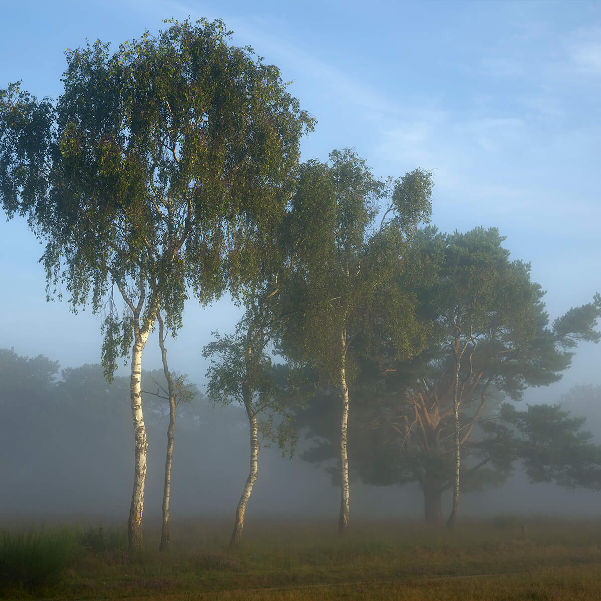 Bomen op een rijtje met mist