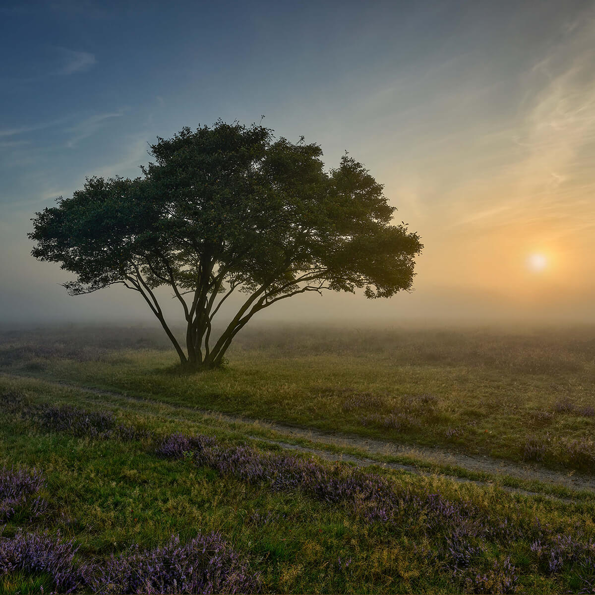 Zonsopkomst op de heide