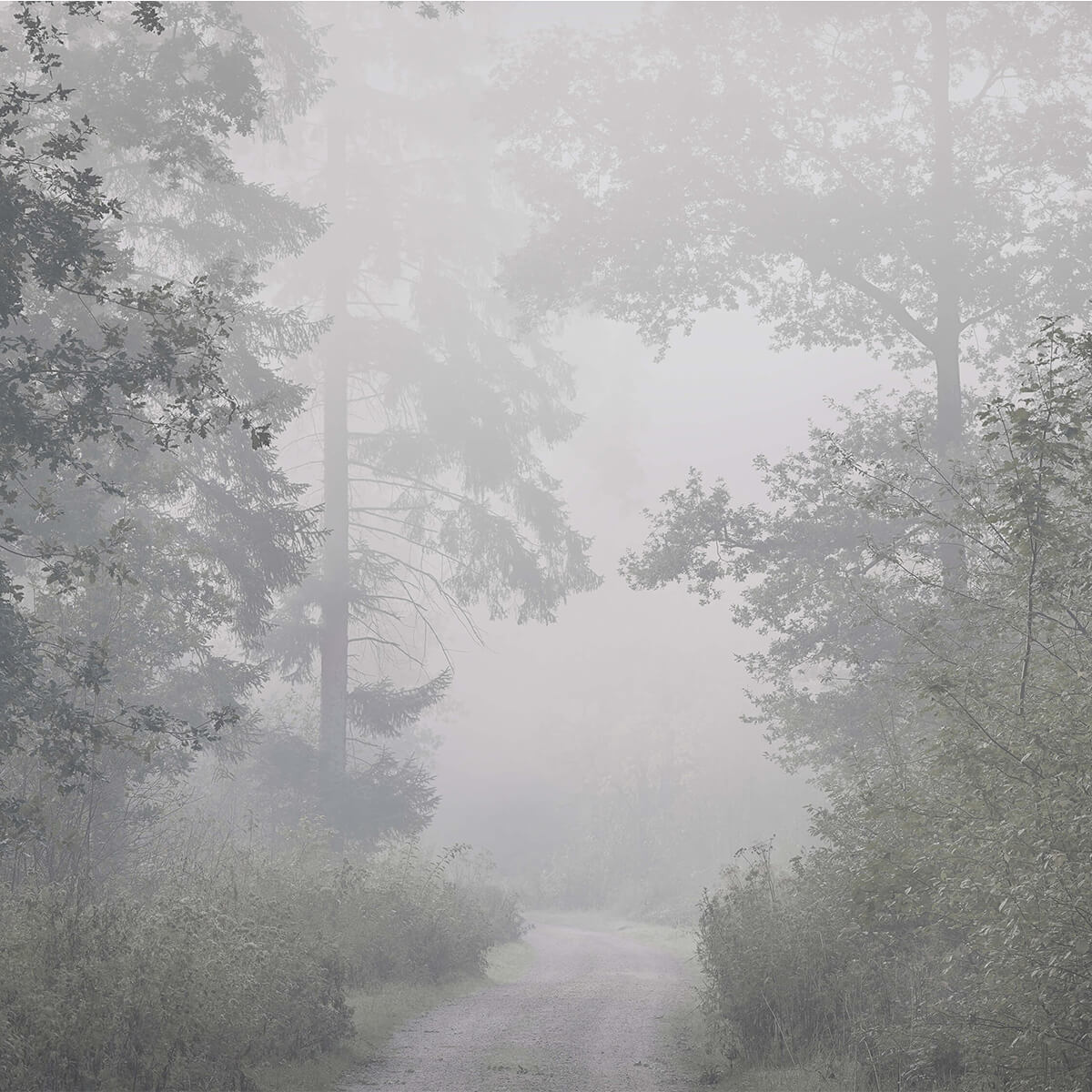 Straße durch nebligen Wald