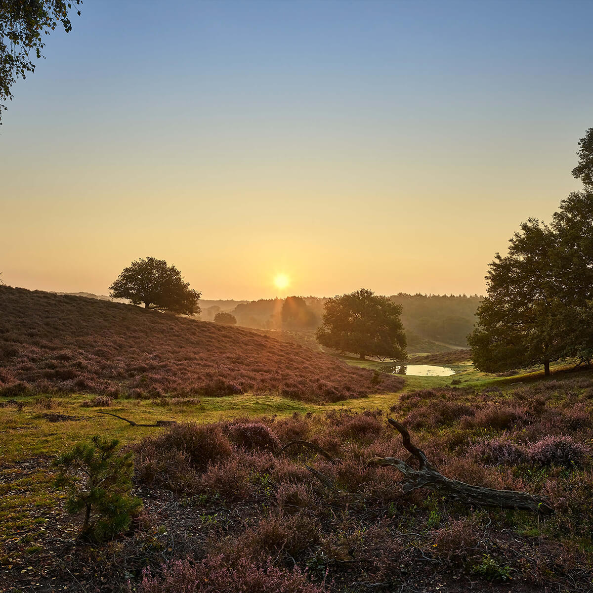 Pfütze auf der Heide