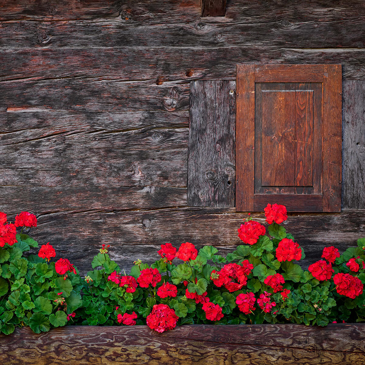 Altes Holz mit Blumen