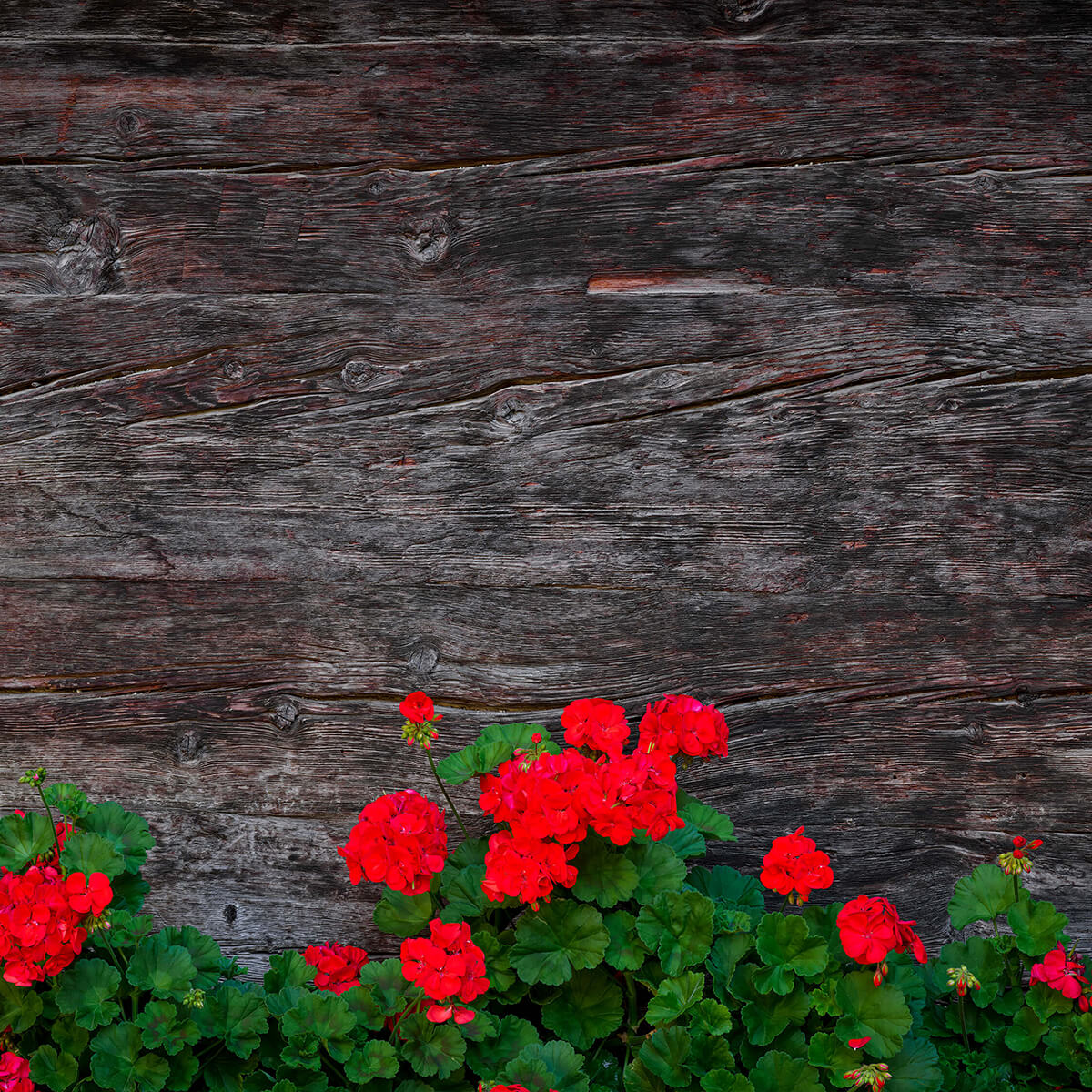 Verwittertes Holz mit Blumen